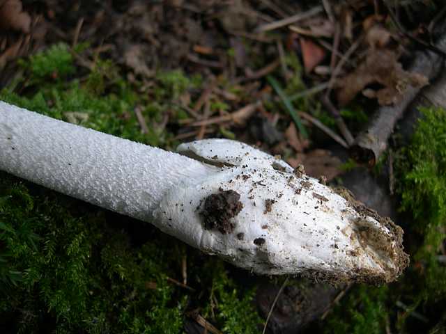 Funghi di frontiera